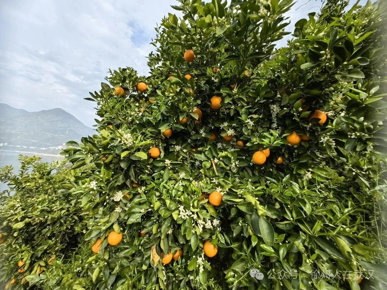 5f3573567582050964e515df2dea2dd1 5f3573567582050964e515df2dea2dd1